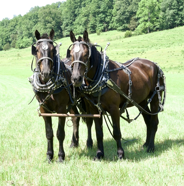 Percheron X QH cross draft team for sale 