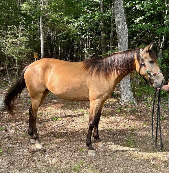 14.2 Sweet Buckskin Trail Horse 