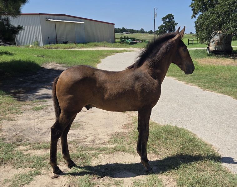 Outstanding Bay 2025 Colt