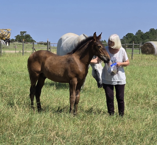 Outstanding Bay 2025 Colt