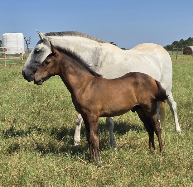 Outstanding Bay 2025 Colt