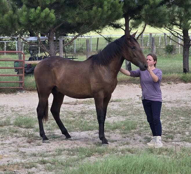 Outstanding Bay 2025 Colt Movido RDL