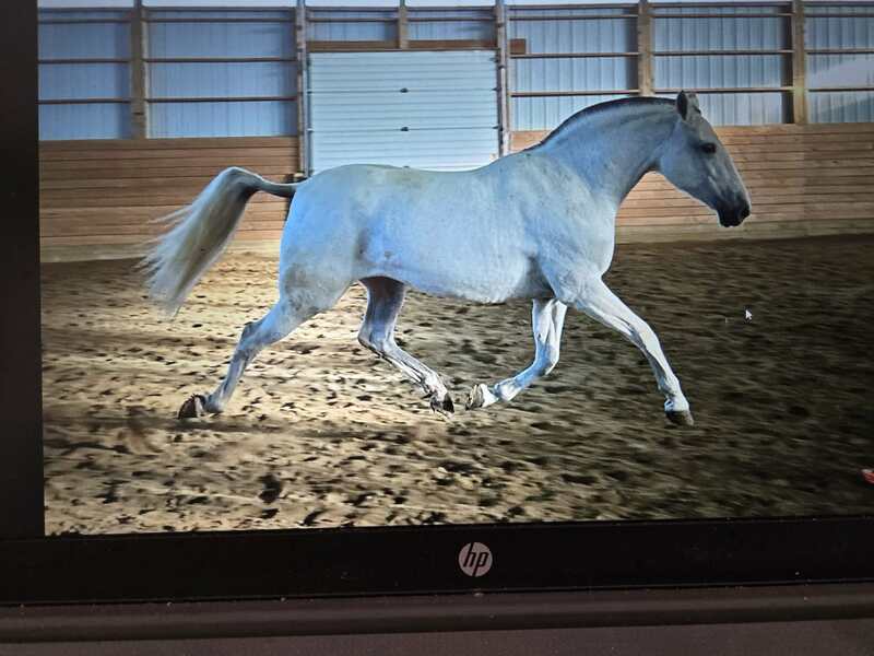Outstanding Bay 2025 Colt Movido RDL