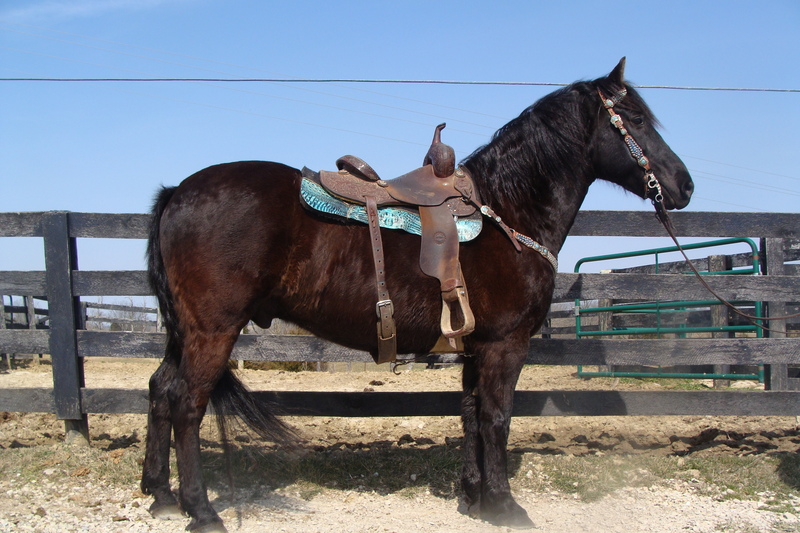 REGISTERED BLACK GELDING, RANCH WORK, WESTERN DRESSAGE For Sale
