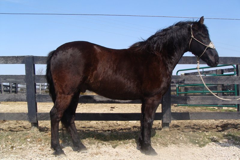 REGISTERED BLACK GELDING, RANCH WORK, WESTERN DRESSAGE For Sale