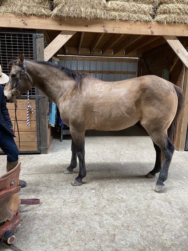 Buckskin Horses Horses for Sale KY Trail Horse Finders, Mount sterling