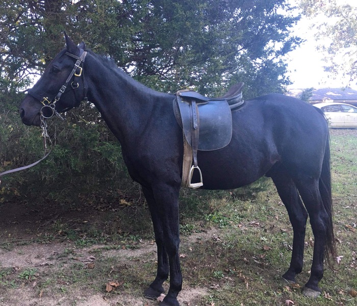 Well Trained Smooth Gaited Seasoned Trail Horse For Sale in Montgomery