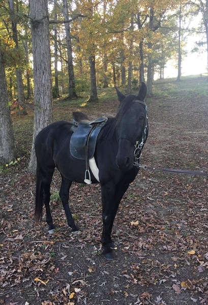 Well Trained Smooth Gaited Seasoned Trail Horse For Sale in Montgomery