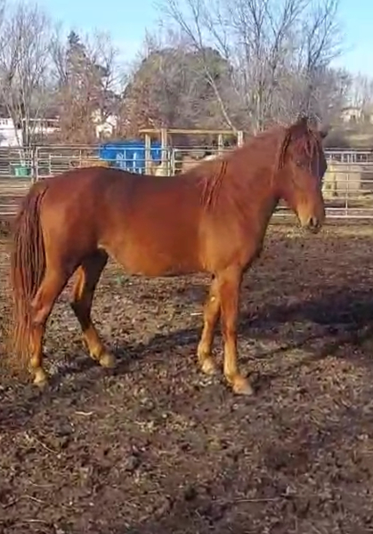 Well Bred Green Broke Sweet Gelding 