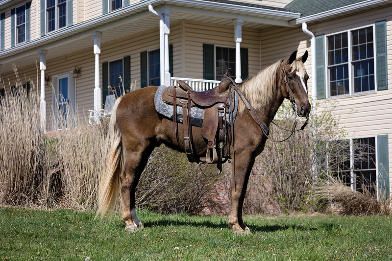 Online Auction Chocolate Rocky Mountain