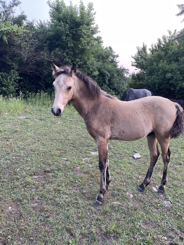 Gorgeous Bay Brood Mare In Foal 