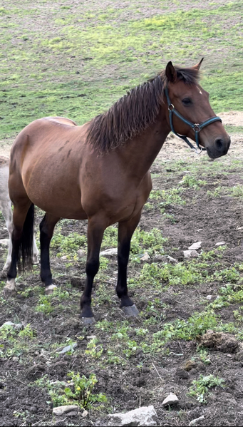 Gorgeous Bay Brood Mare In Foal 