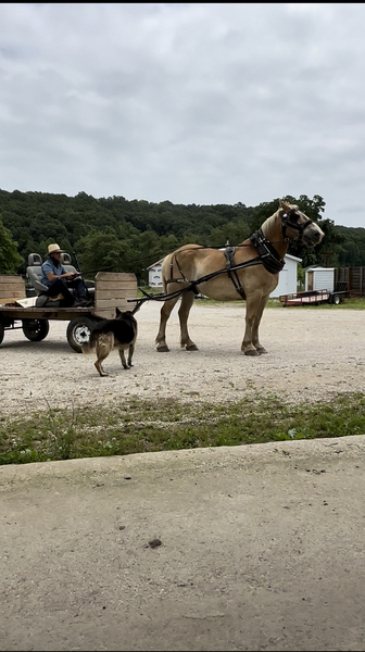 16.2 Sweet Riding/Harness Gelding 