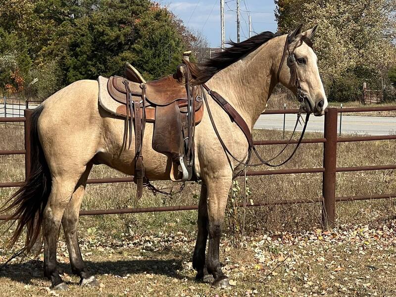 Online Auction Beautiful Buckskin Missouri Fox Trotter