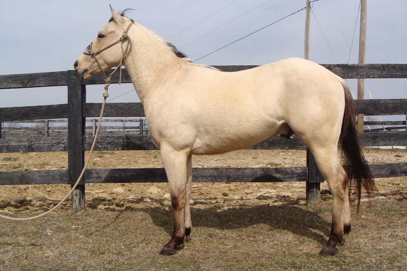 2018 AQHA BUTTERMILK BUCKSKIN GELDING, STARTED ON CATTLE, SLIDE STOP