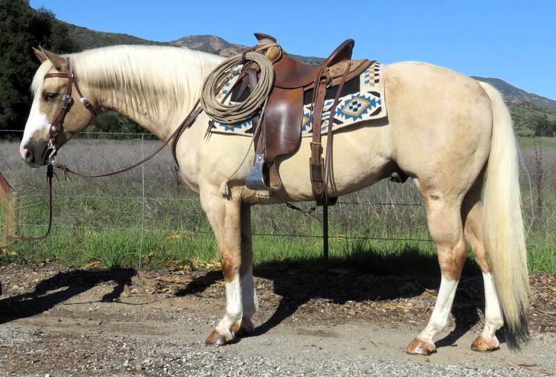 8 YEAR OLD 15.2 HAND PALOMINO GELDING