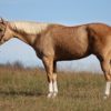 8 YEAR OLD 15.2 HAND PALOMINO GELDING