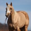8 YEAR OLD 15.2 HAND PALOMINO GELDING