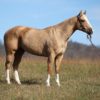 8 YEAR OLD 15.2 HAND PALOMINO GELDING