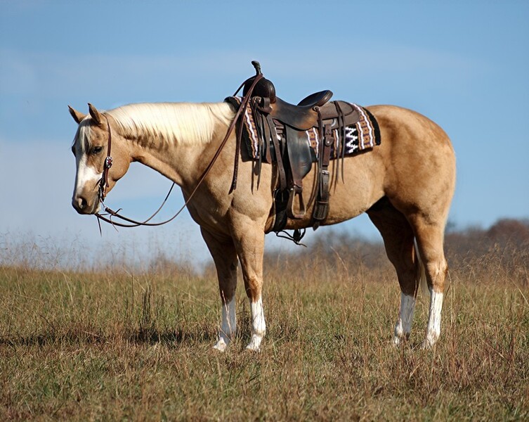 8 YEAR OLD 15.2 HAND PALOMINO GELDING