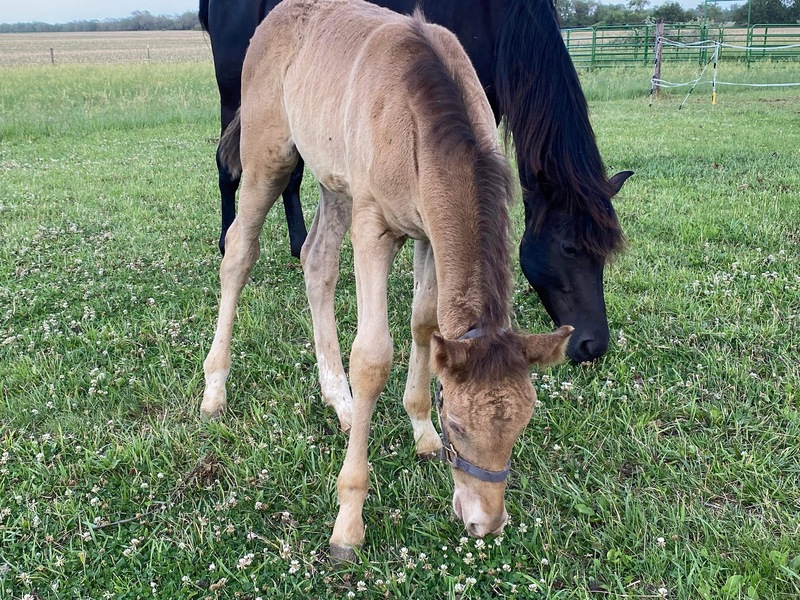Gorgeous Classic Champagne Weanling Colt 
