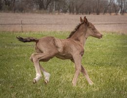 Gorgeous Classic Champagne Weanling Colt 
