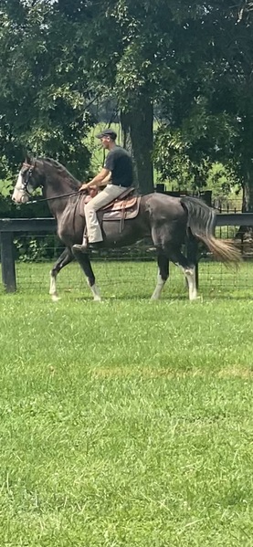 Experienced Black Roan Trail Horse