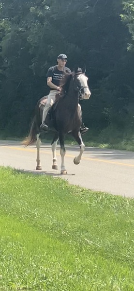 Experienced Black Roan Trail Horse