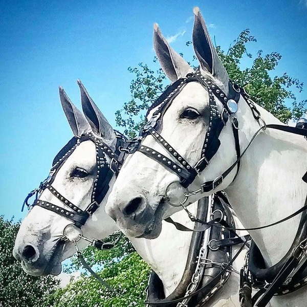 Harness for sale CUSTOM made Biothane 