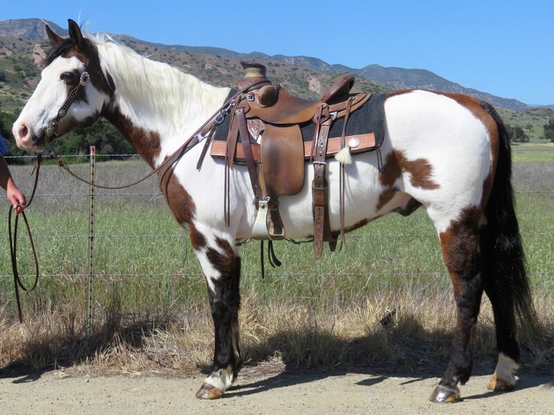 10 YEAR OLD 14.3+ HAND PAINT TOBIANO