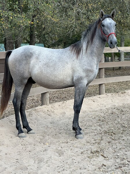 Andalusian 2024 Gray Gelding Tornado de Maria
