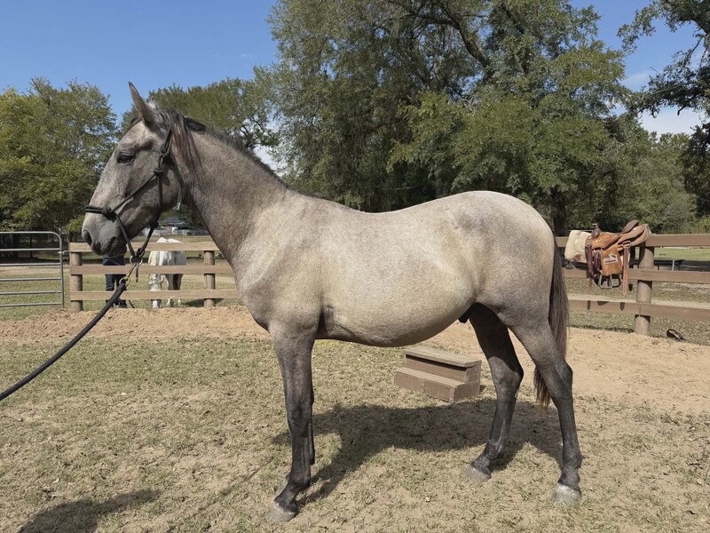 Andalusian 2024 Gray Gelding Tornado de Maria