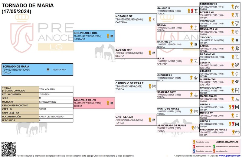 Andalusian 2024 Gray Gelding Tornado de Maria