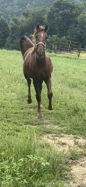 Gorgeous Well Bred Yearling Colt 