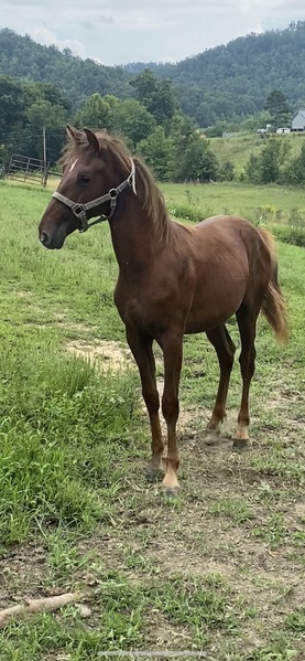 Gorgeous Well Bred Yearling Colt 