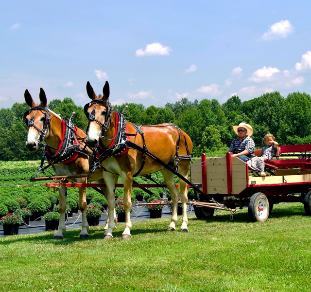 Draft Molly Mule team for sale 