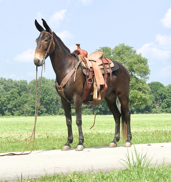 Gaited Molly Mule for sale 
