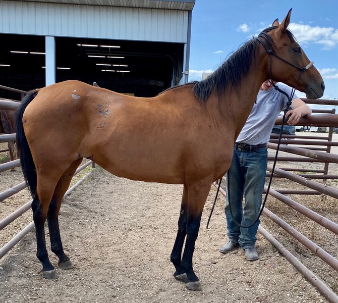 Horse for sale in Cannon Falls