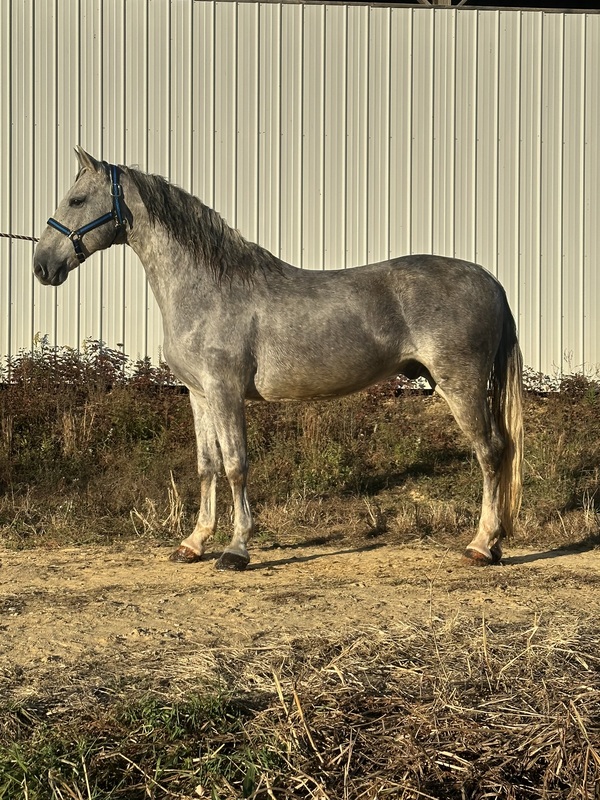 Beautiful Gray 15.1H Trail Horse