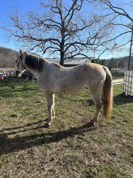 Beautiful Gray 15.1H Trail Horse