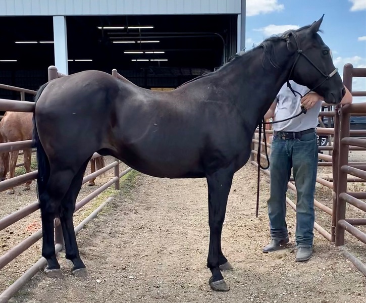 Horse for sale in Cannon Falls