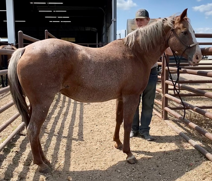 Horse for sale in Cannon Falls