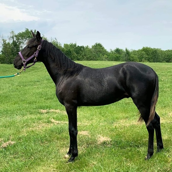 Easy To Train Black 2 Year Old Gelding 