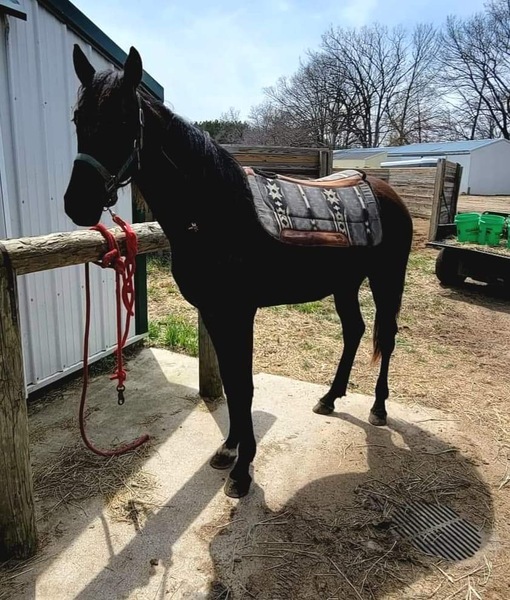 Easy To Train Black 2 Year Old Gelding 