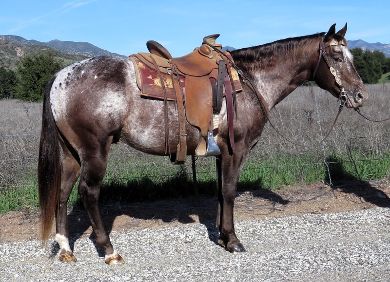 9 YEAR OLD 15.1 HAND APPALOOSA GELDING +++VIDEO+++
