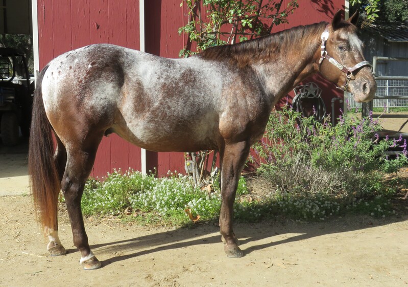 9 YEAR OLD 15.1 HAND APPALOOSA GELDING +++VIDEO+++