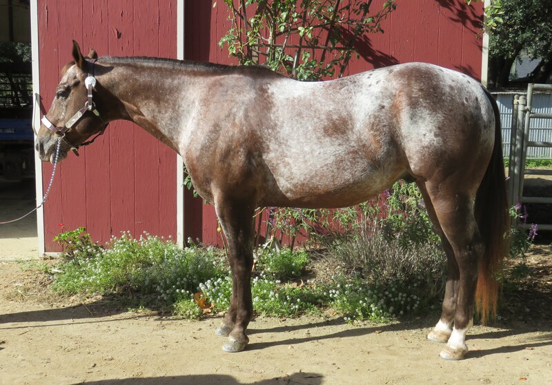 9 YEAR OLD 15.1 HAND APPALOOSA GELDING +++VIDEO+++