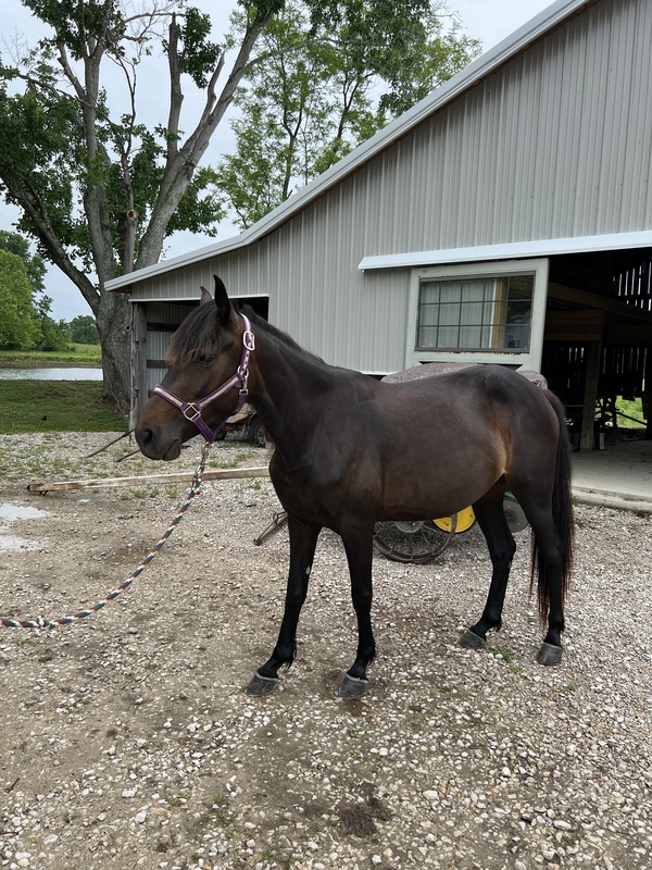 Sweet Driving Mare In Foal