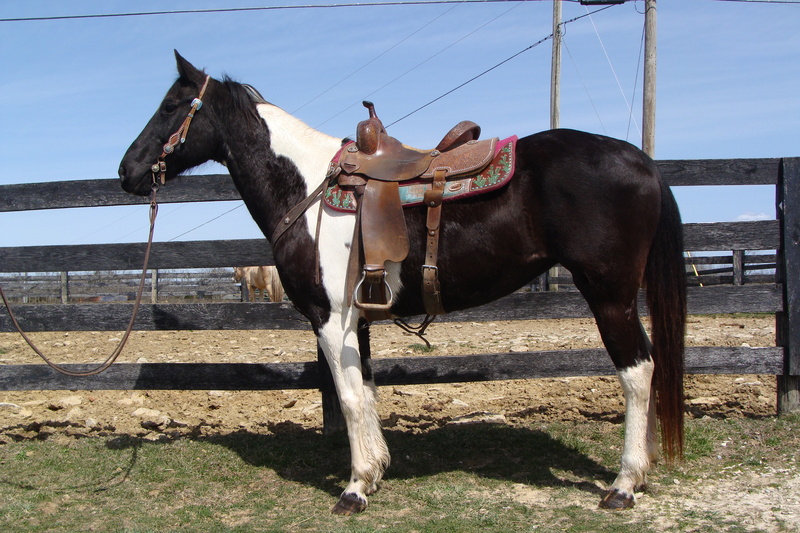 ANYONE CAN RIDE BLACK & WHITE TOBIANO PAINT MARE, SUPER GENTLE AND EASY