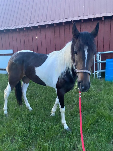 Beautiful Well Bred Bay/Tobiano Filly 